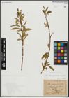 Foto von Salix alba subsp. vitellina (L.) Arcang. x Salix fragilis L.